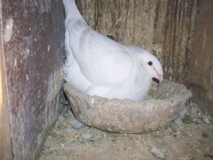 M. 2010 - Porumbei Bucuresti