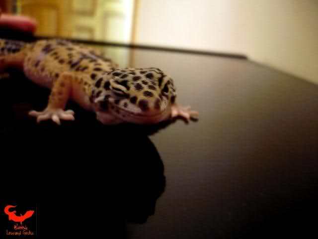 Gecko leopard - Gecko leopard