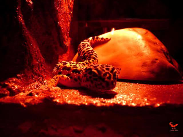 Gecko leopard 2