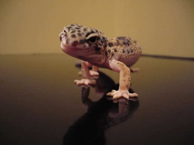 Gecko leopard 3 - Gecko leopard