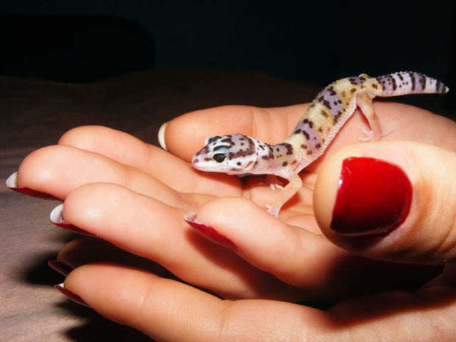 Pui gecko leopard - Gecko leopard