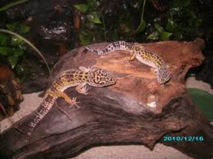 Pe lemn la soare - Gecko leopard