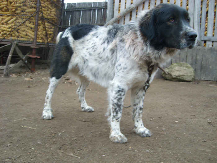 ciobanesc de bucovina mascul