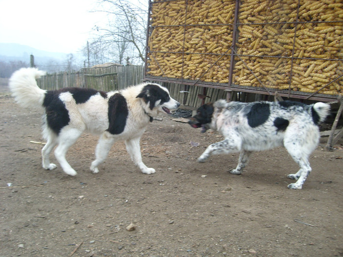 ciobanesti romanesti