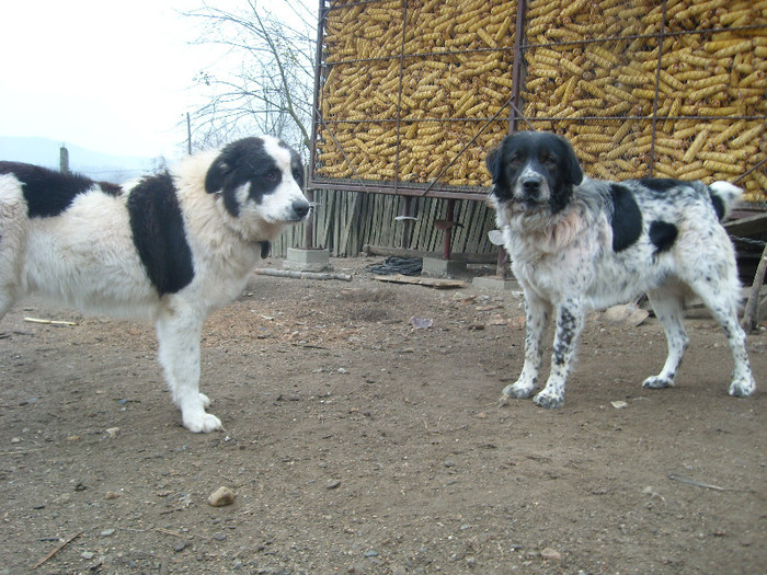 ciobanesti de bucovina