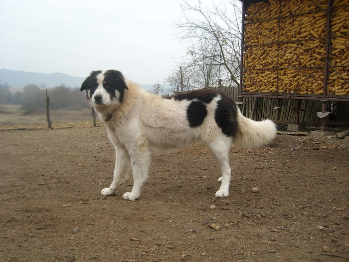 femela ciobanesc romanesc de bucovina