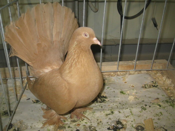 IMG_8616 - Porumbei Galati