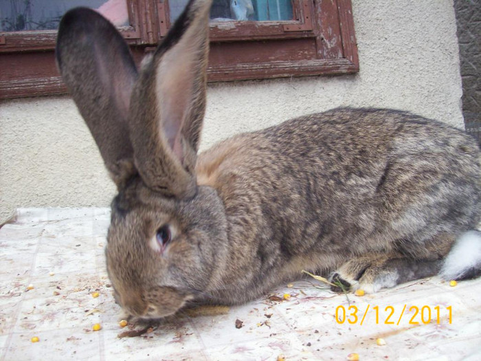 FEMELA DIN LUNA AUGUST 2011