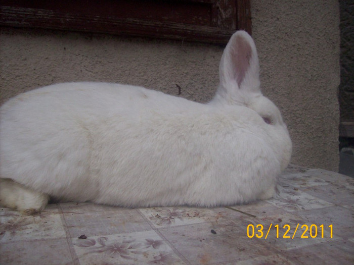 FEMELA 1 DIN APRILIE 2011