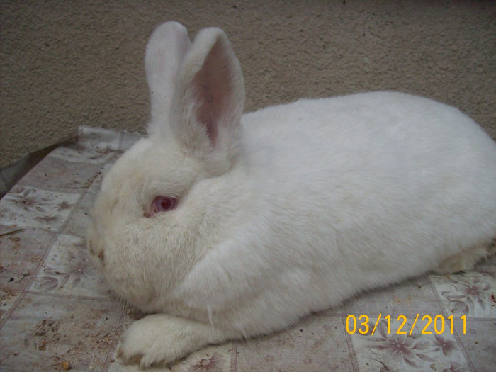 FEMELA 2 DIN APRILIE 2011