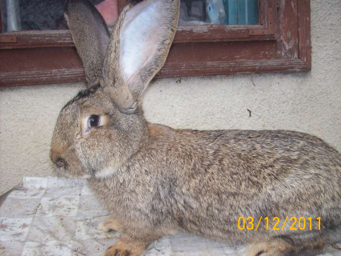 FEMELA DIN APRILIE 2011