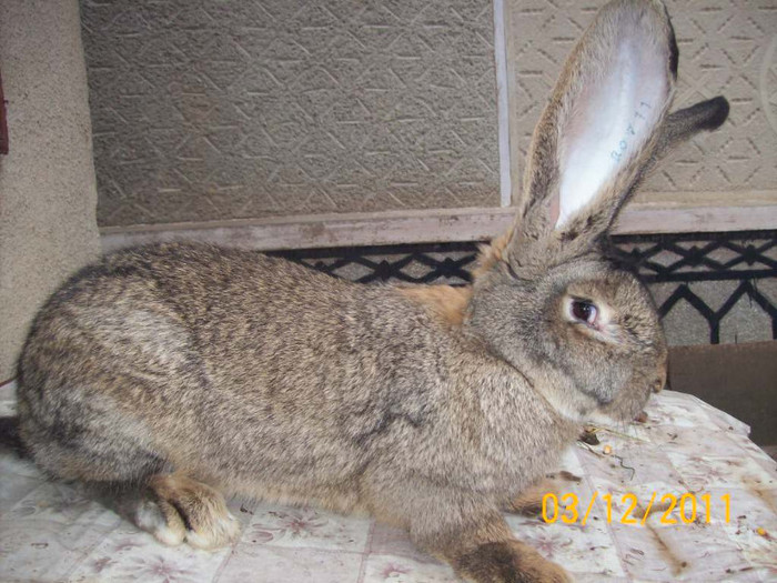 FEMELA DIN AUGUST 2011