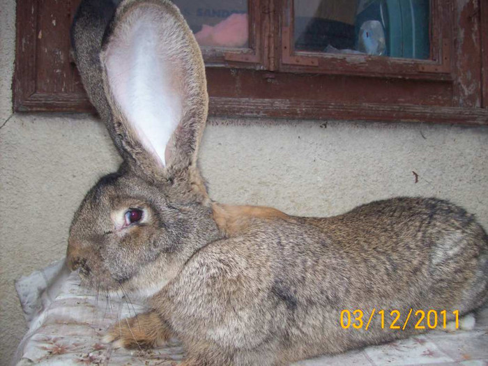 MASCUL DIN AUGUST 2011