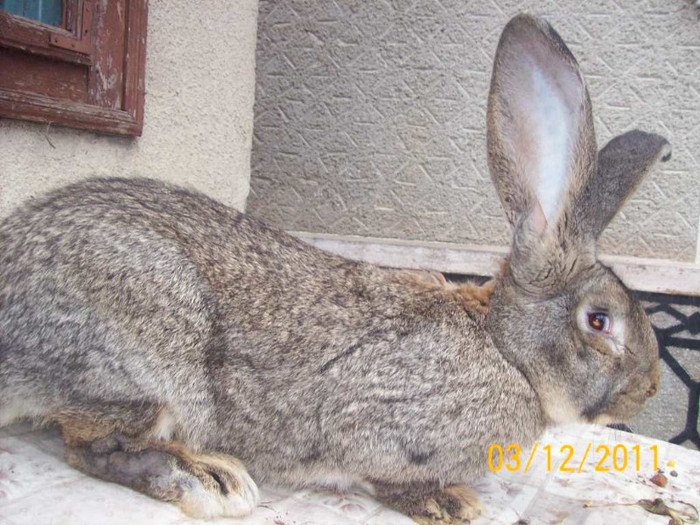 MASCUL2 DIN APRILIE 2011