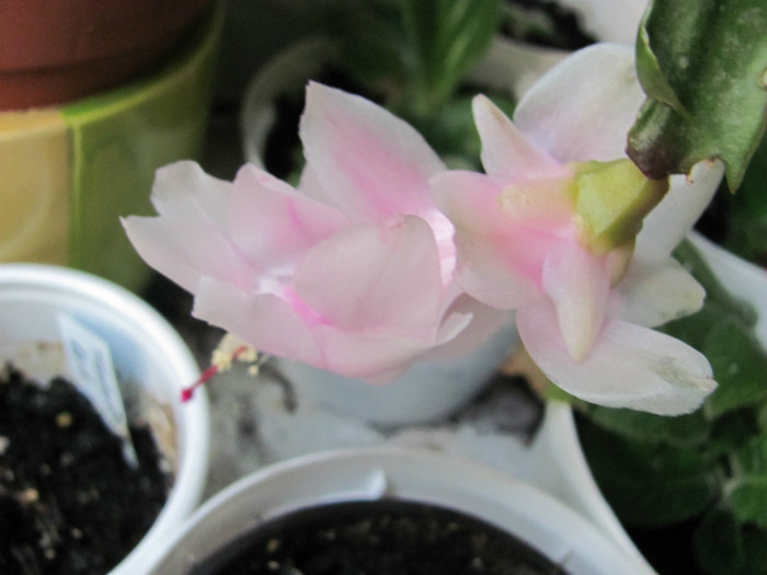 schlumbergera