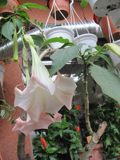 brugmansia - La Geta-3 dec 2011