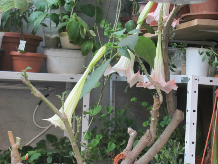 brugmansia - La Geta-3 dec 2011