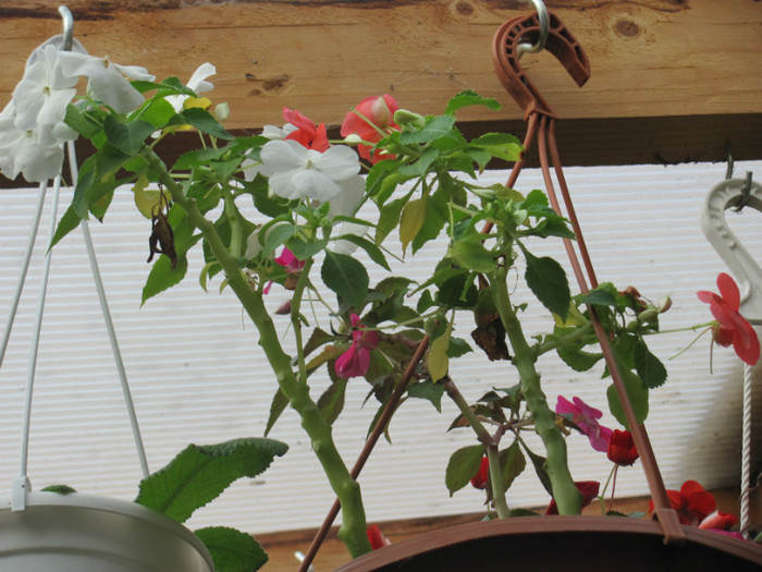 impatiens