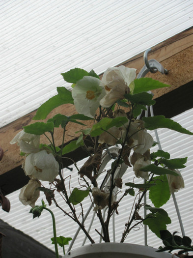 abutilon pitic - La Geta-3 dec 2011