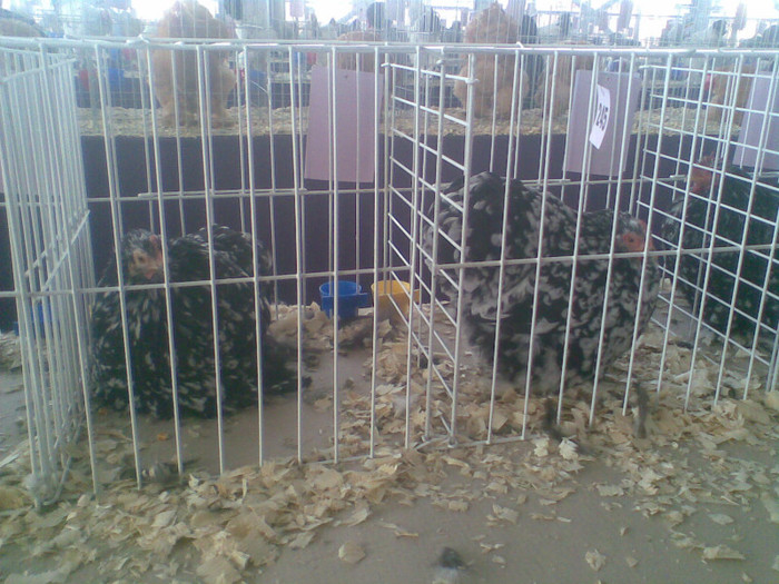 Imag362 - expo craiova 3 decembrie 2011