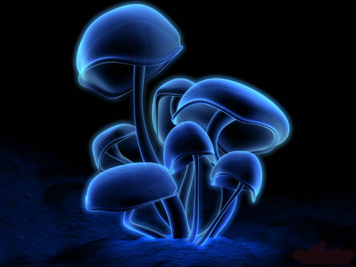 mushrooms_1152x864