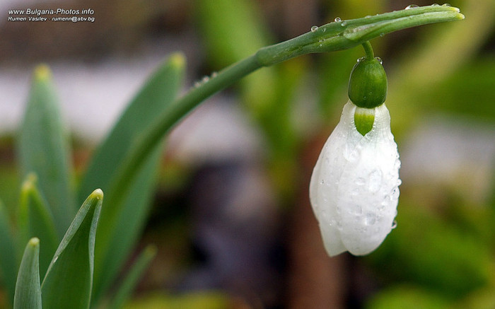 snowdrop-1280x800 - Poze cu detoate