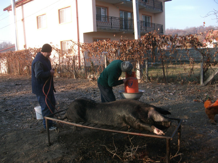 poze 018 - taierea porcului