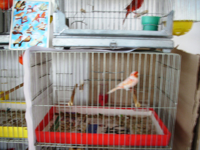 expo 2011 Craiova 071