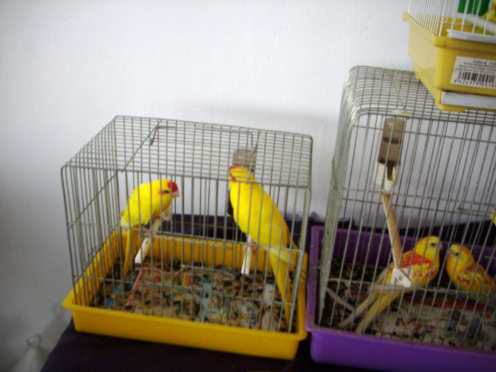 expo 2011 Craiova 074