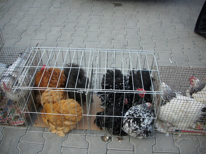 expo 2011 Craiova 099