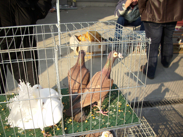 expo 2011 Craiova 107