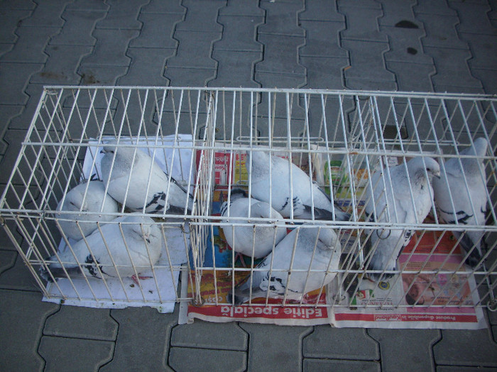 expo 2011 Craiova 111