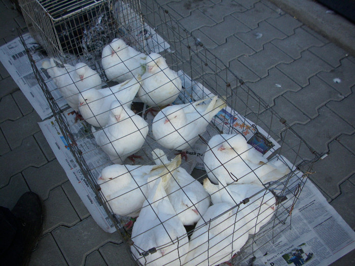 expo 2011 Craiova 112