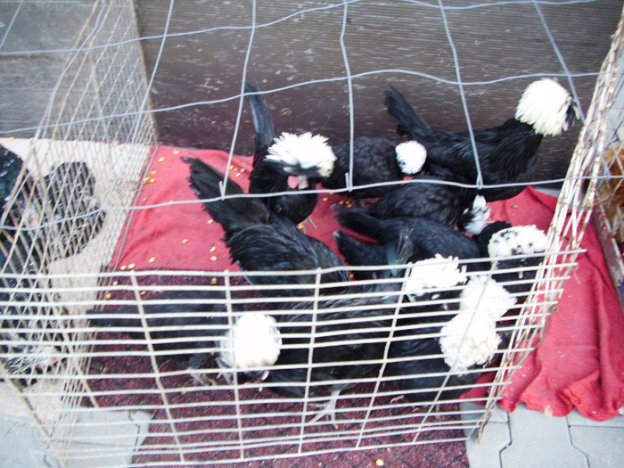 expo 2011 Craiova 114