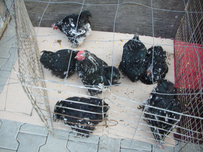 expo 2011 Craiova 115