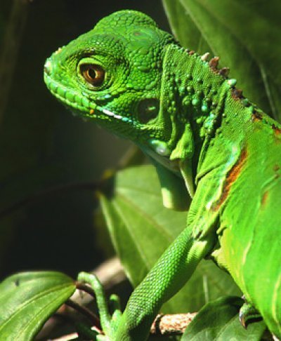 71_a - Iguana verde