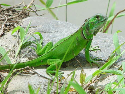 1182 - Iguana verde