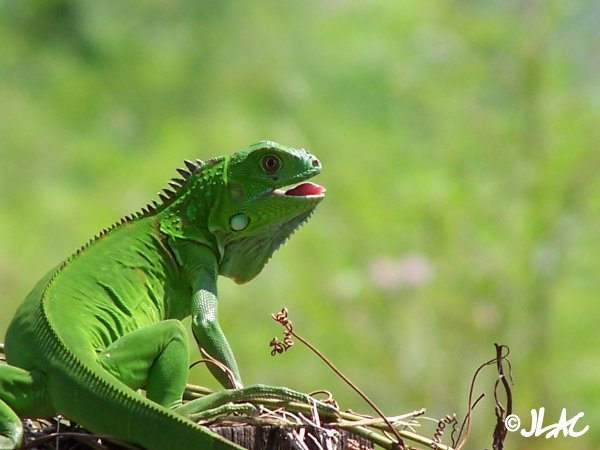 Fotonatura04 - Iguana verde