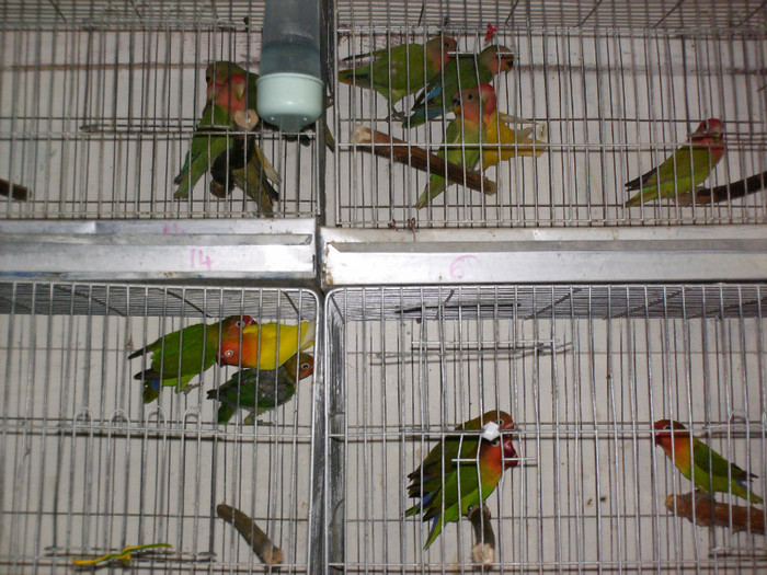 HPIM3925 - Agapornis-Pui-13