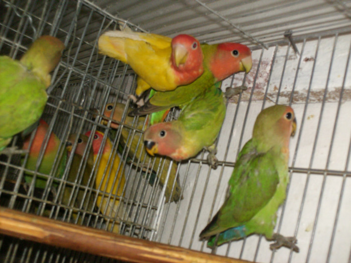 HPIM3930 - Agapornis-Pui-13