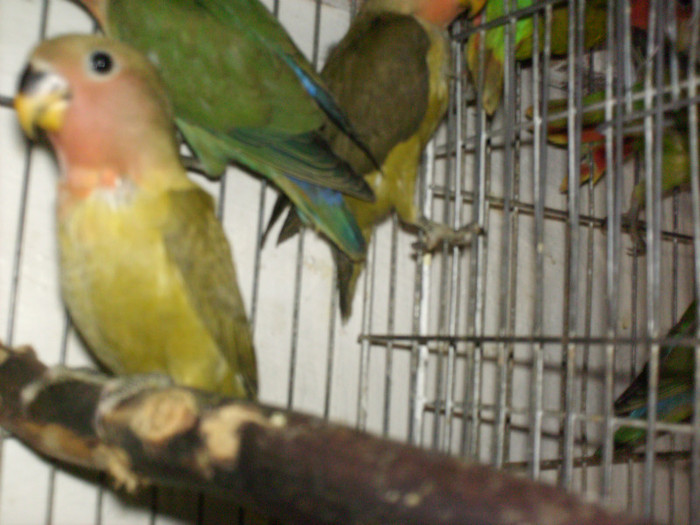 HPIM3932 - Agapornis-Pui-13