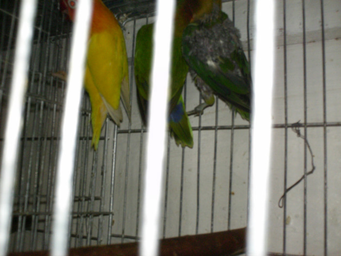 HPIM3934 - Agapornis-Pui-13