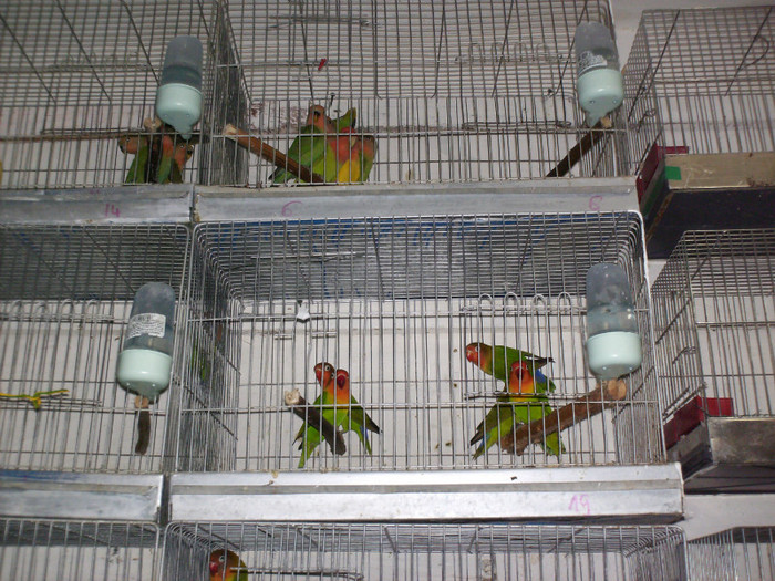 HPIM3944 - Agapornis-Pui-13