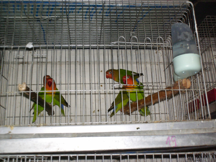 HPIM3945 - Agapornis-Pui-13