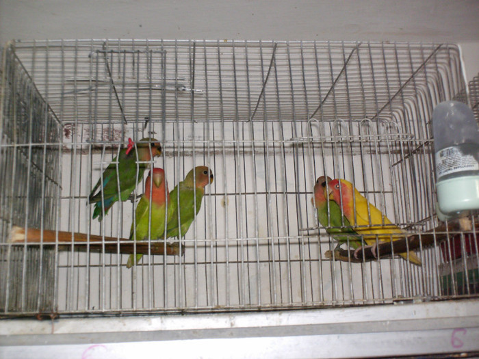 HPIM3947 - Agapornis-Pui-13