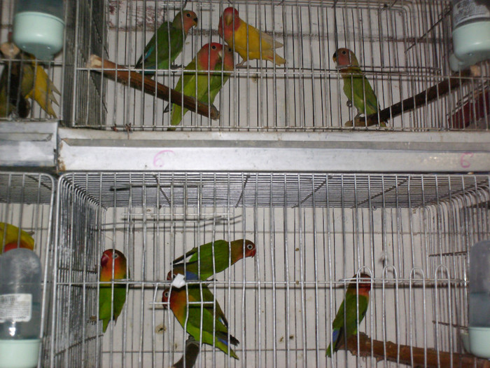 HPIM3948 - Agapornis-Pui-13
