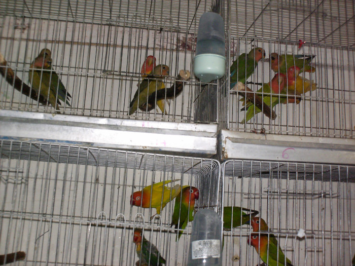 HPIM3949 - Agapornis-Pui-13