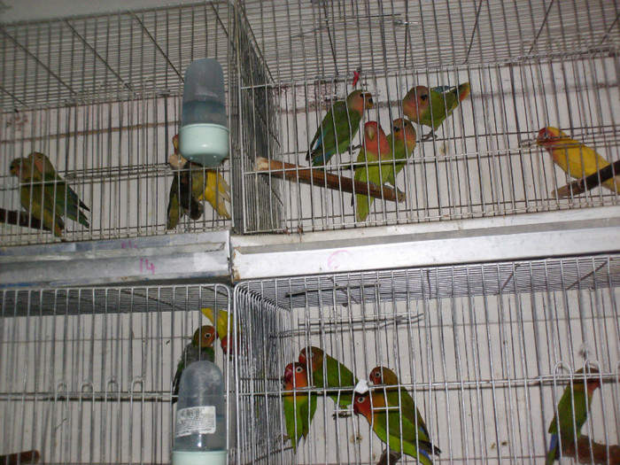HPIM3951 - Agapornis-Pui-13