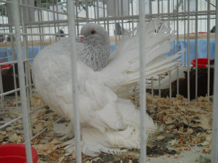 expo galati 2011
