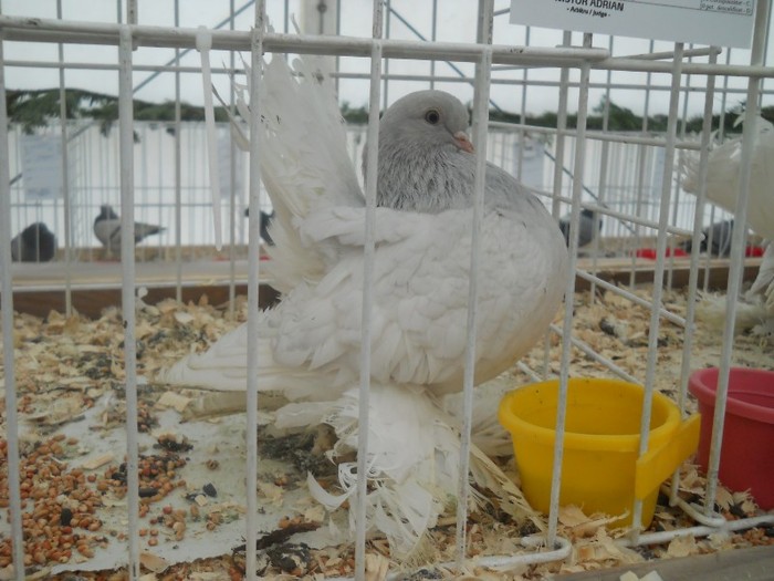 expo galati 2011